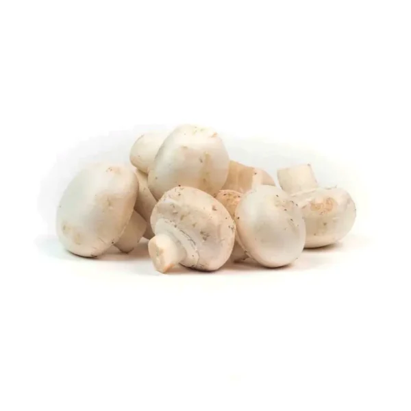 CHAMPIGNON 184GS